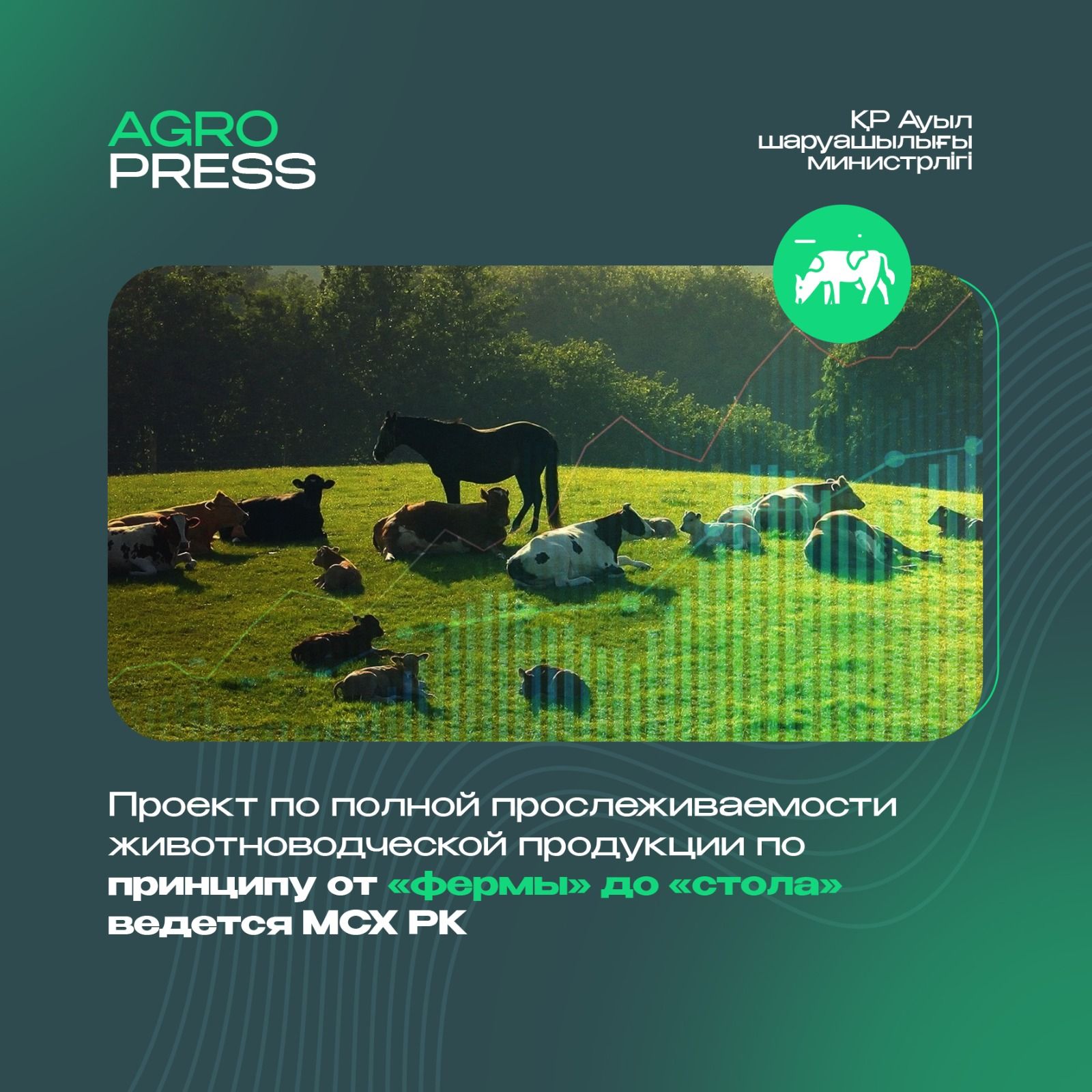 В Казахстане введут полную прослеживаемость животноводческой продукции- Kapital.kz