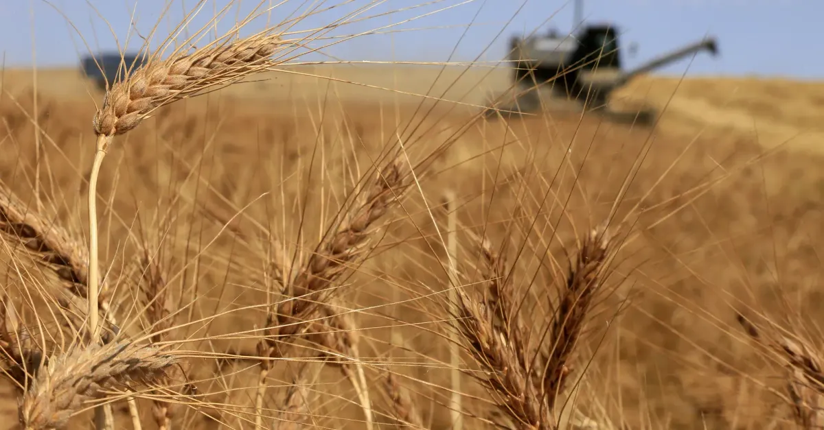 Юсупов н а голубь и пшеничное зерно 1988. Басня петух и жемчужное зерно. Зерно читать. Н юсупов голубь и пшеничное зерно текст. Зерно читать.