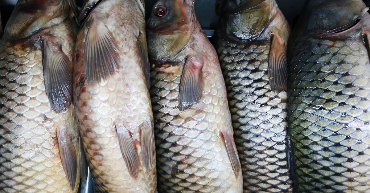 Тоо экспорт