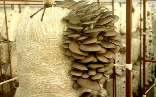 Выращивание грибов Вешенка