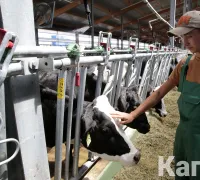 До конца года запустят еще 16 молочно-товарных ферм - «Экономика»