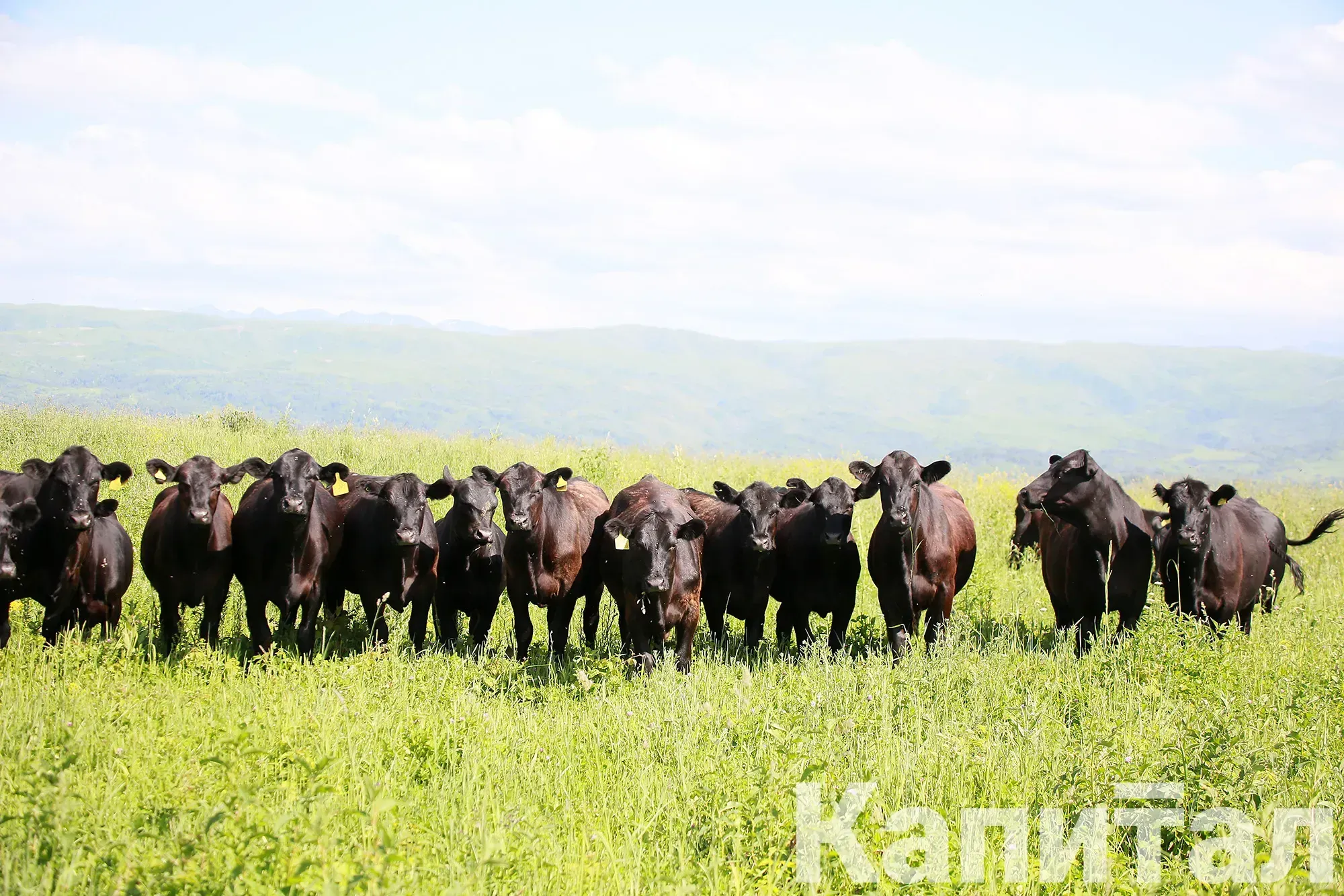 О численности сельхозживотных рассказали в Минсельхозе - «Экономика»