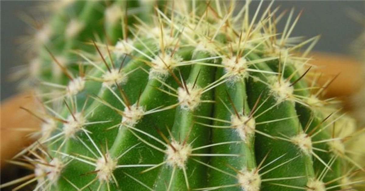 Cactus ddnet. Опунция колючки. Кактусы комнатные. Колючки кактуса. Колючие комнатные растения.