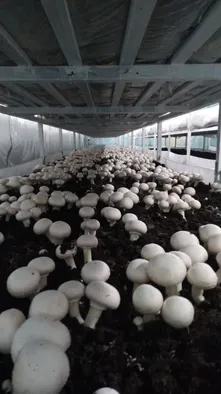 Производство по выращиванию гриба шампиньона