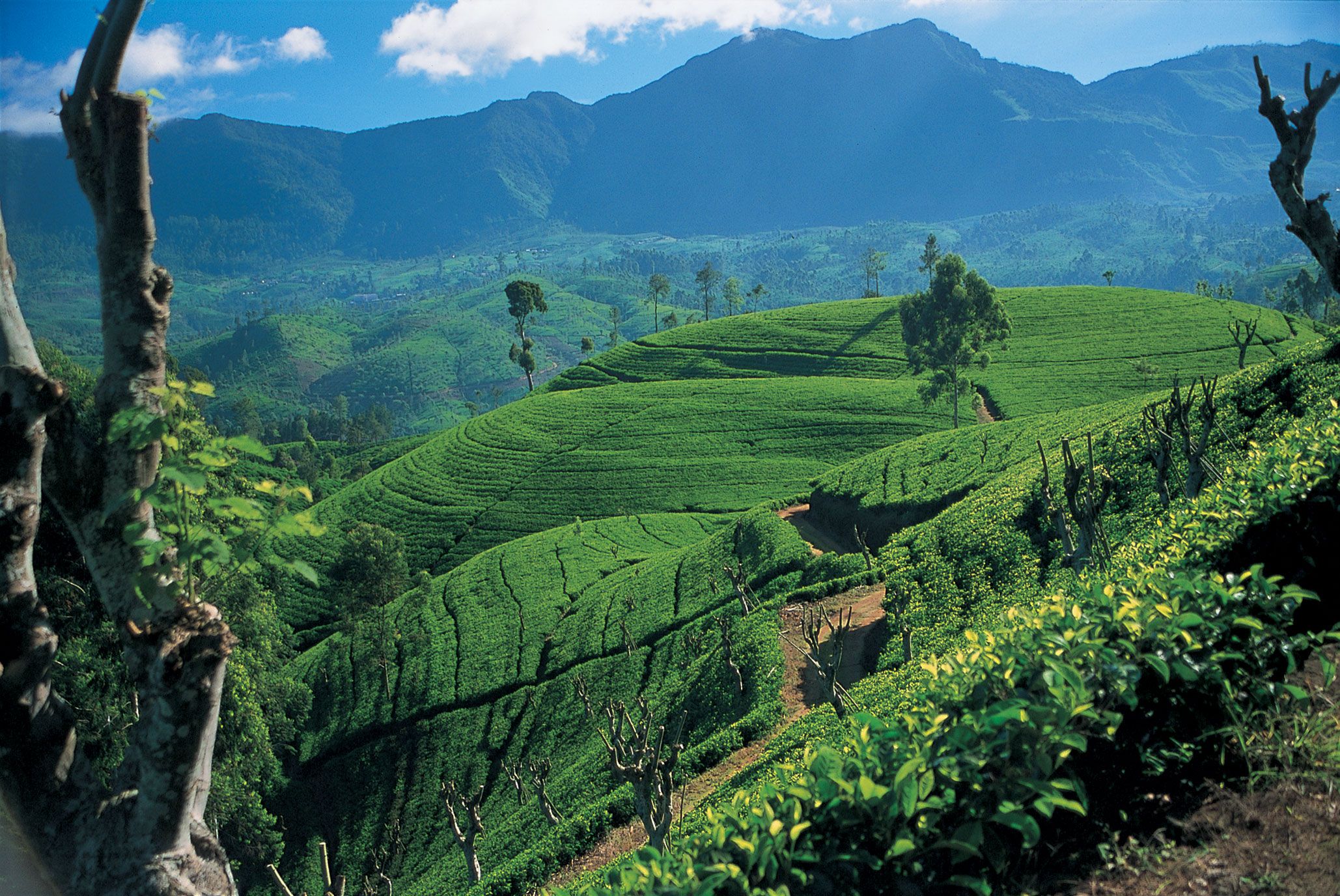 Шри ланка производство. Остров Цейлон чайная плантация.. Чайные плантации Цейлона. Шри Ланка Цейлон. Шри Ланка чайные плантации.