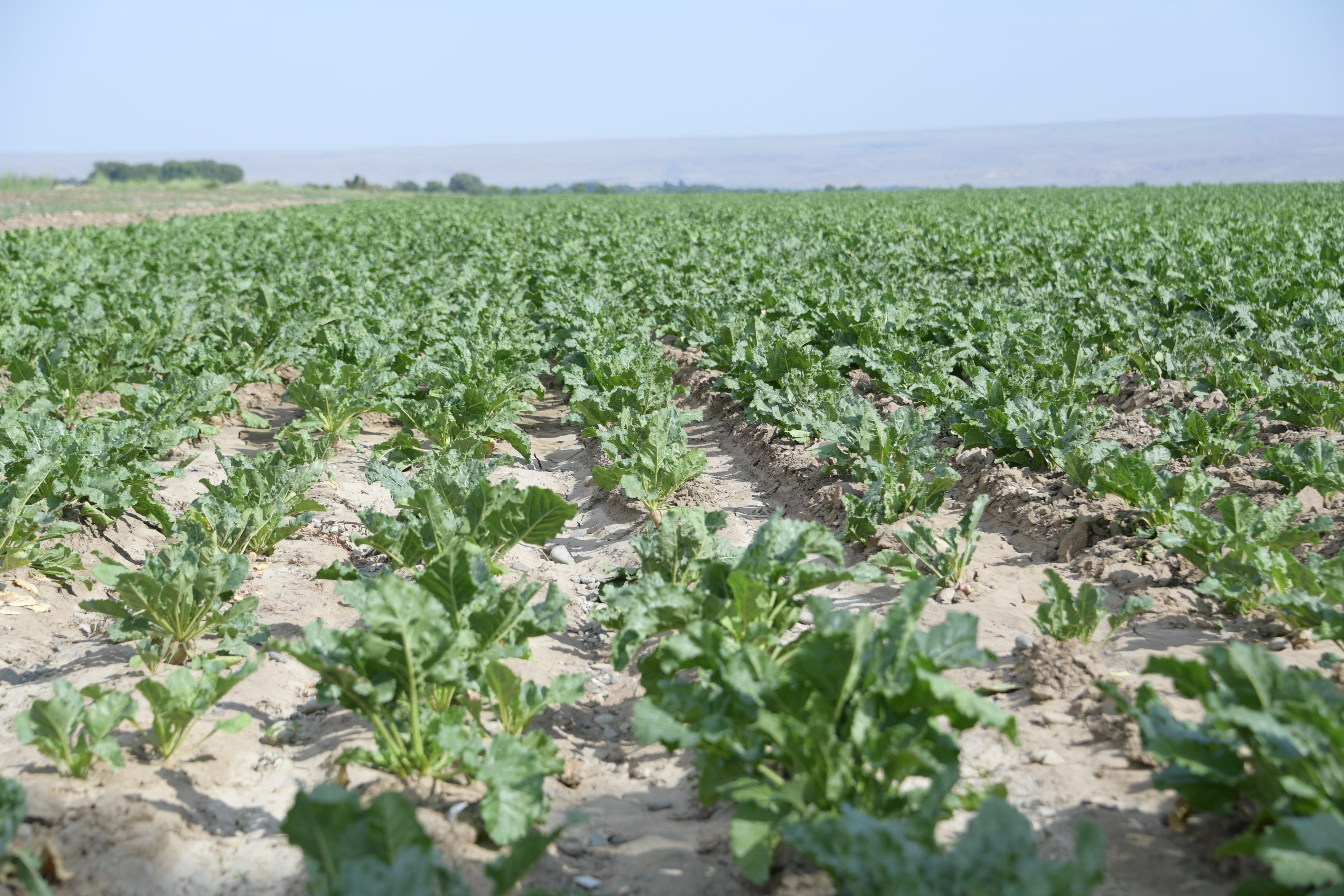 посевные площади сахарной свеклы в россии. посевная площадь сахарной свеклы. урожай сахарной свеклы в 2021 году в россии. русагро структура компании. сахарное поле.